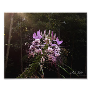 Purple Lashes Photo Print