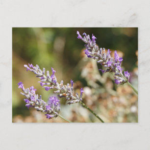 Purple lavender flowers postcard