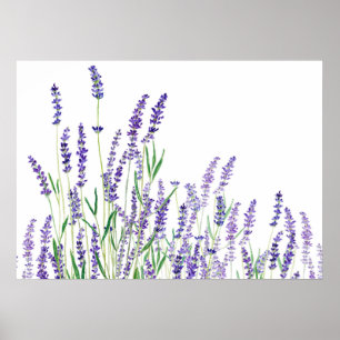 purple lavender horizontal watercolor poster