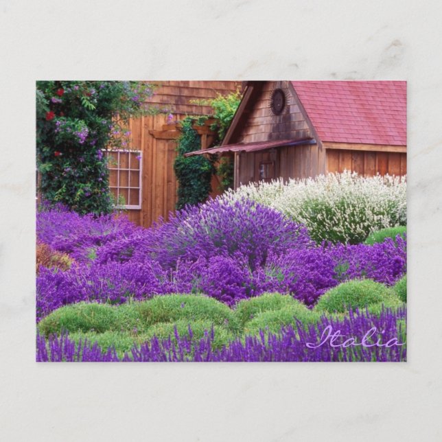 Purple Lavender Italia Postcard (Front)