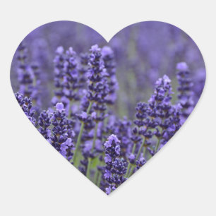 Purple lavender meadow heart sticker