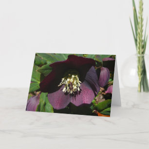Purple Lenten Rose Easter Flower Holiday Card