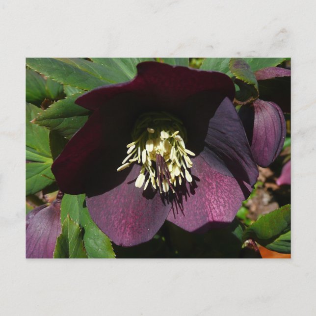 Purple Lenten Rose Easter Flower Holiday Postcard (Front)