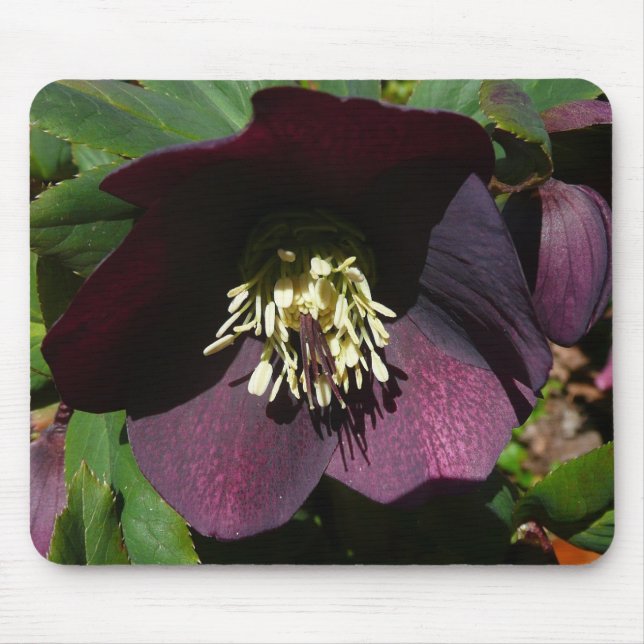 Purple Lenten Rose Easter Flower Mouse Pad (Front)