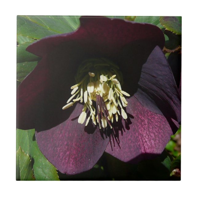 Purple Lenten Rose Easter Flower Tile (Front)