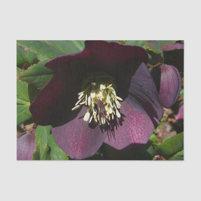 Purple Lenten Rose Easter Flower Tissue Paper (Front)