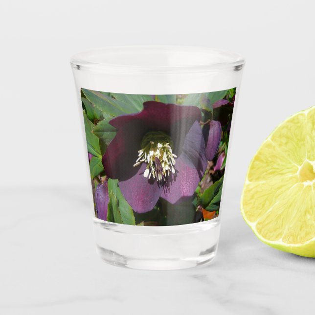 Purple Lenten Rose Shot Glass (Front)