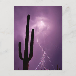 Purple lightning and cactus, AZ Postcard