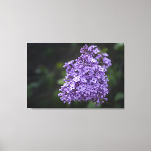 Purple Lilac Flowers Macro Canvas Print