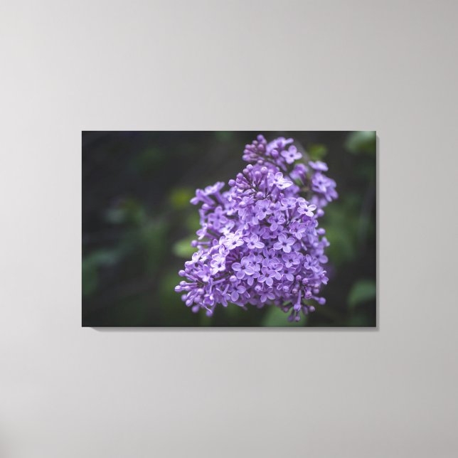 Purple Lilac Flowers Macro Canvas Print (Front)
