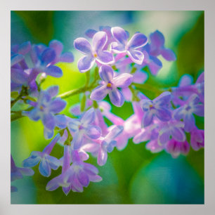 Purple Lilac Flowers Poster