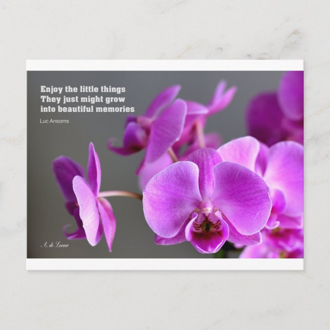 Purple lilac mauve orchid, inspirational quote postcard (Front)