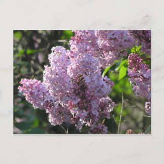 Purple Lilac Postcard