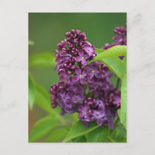 Purple Lilac Postcard