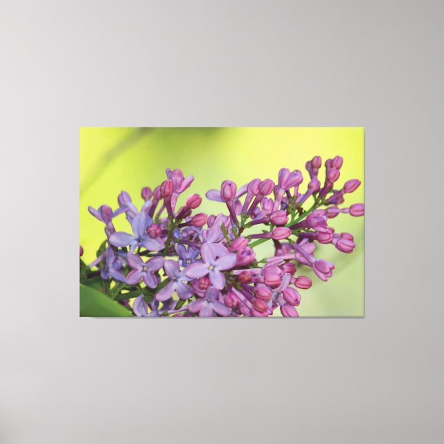Purple Lilac With Lime Canvas Print (Front)