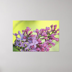 Purple Lilac With Lime Canvas Print