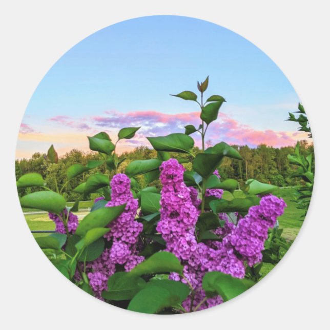 Purple Lilacs at sunset Classic Round Sticker (Front)