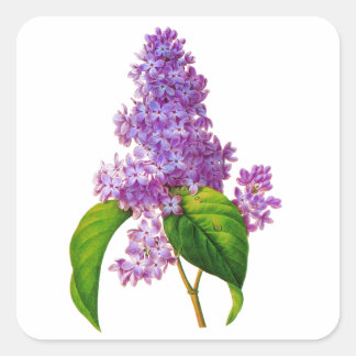 Purple Lilacs by Pierre-Joseph Redoute Square Sticker