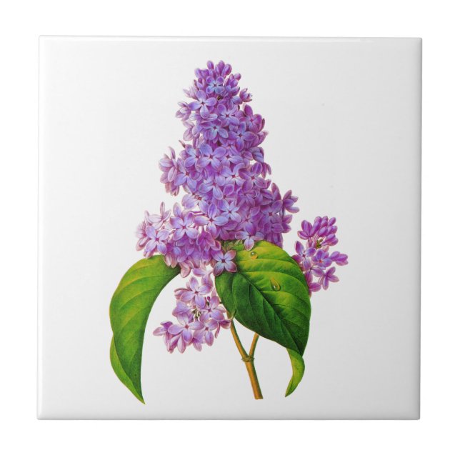 Purple Lilacs by Pierre-Joseph Redoute Tile (Front)