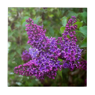 Purple Lilacs on a Spring Day Tile