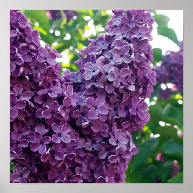 Purple Lilacs Poster Prints (Front)