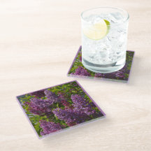 Purple lilacs, pretty garden flower scene