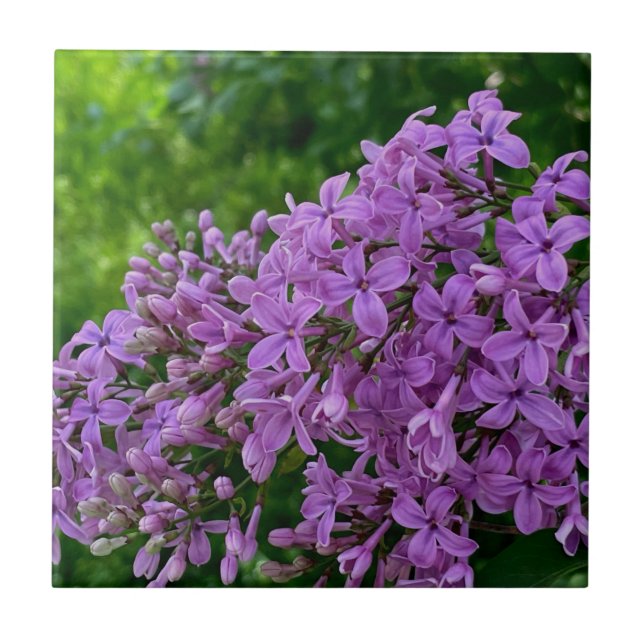 Purple lilacs romantic elegant purple floral photo tile (Front)