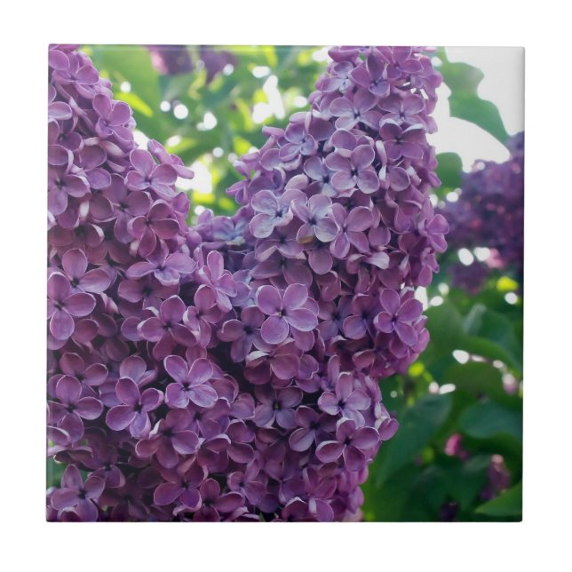 Purple Lilacs  Tile (Front)
