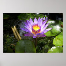 Purple lilly in pond