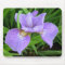 Purple lily/iris mousepad