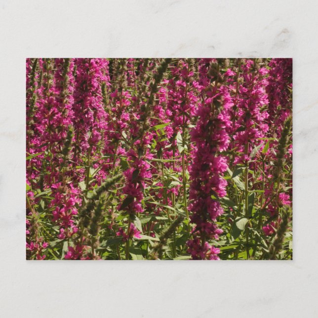 Purple Loosestrife Postcard (Front)