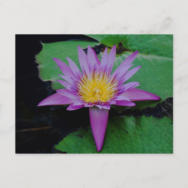 Purple Lotus Flower With Lily Pad Post Card  (Front)