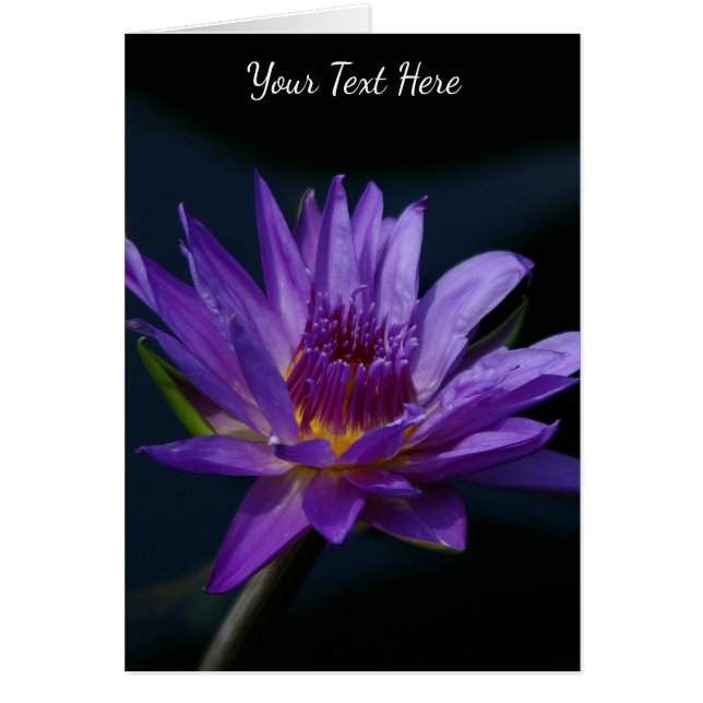 Purple Lotus Waterlily (Front)