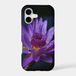 Purple Lotus Waterlily