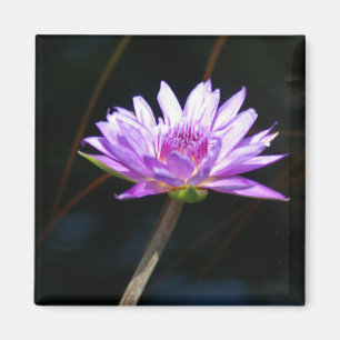 Purple Lotus Waterlily magnet