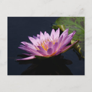 Purple Lotus Waterlily Postcard