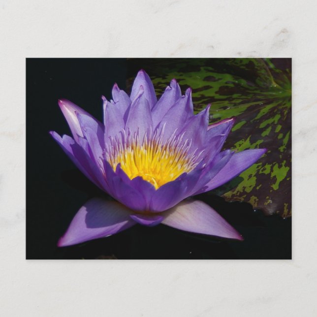 Purple Lotus Waterlily Postcard (Front)