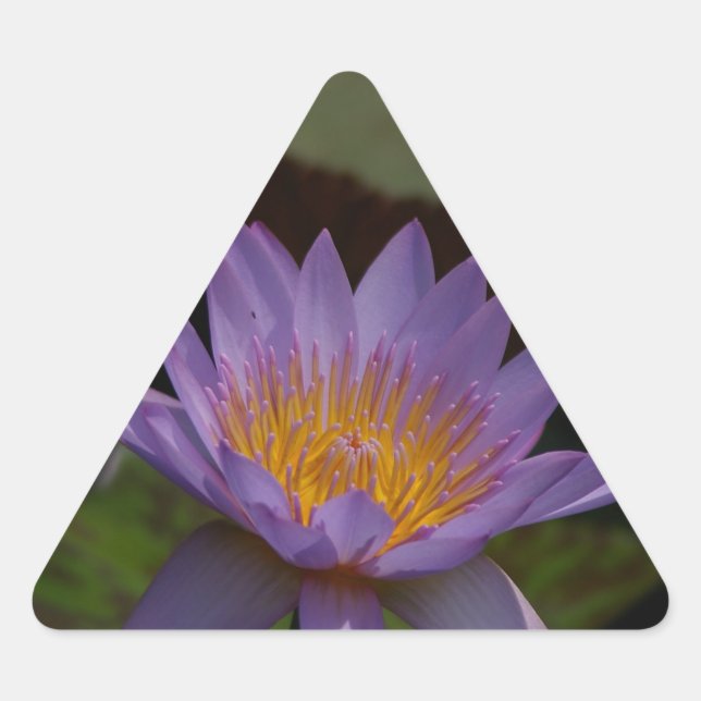 Purple Lotus Waterlily Triangle Sticker (Front)