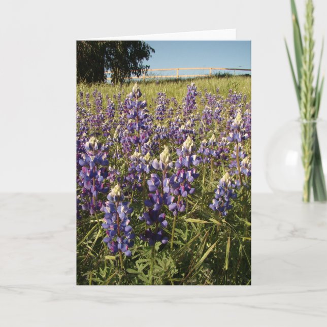 Purple Lupin Flowers Card (Front)