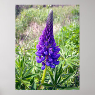 Purple Lupine 1 Poster