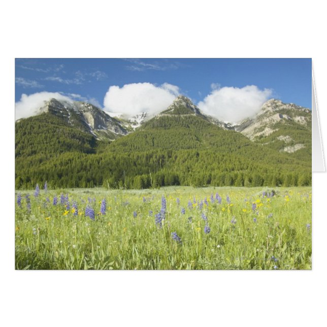 Purple Lupine and Mountains (Front Horizontal)