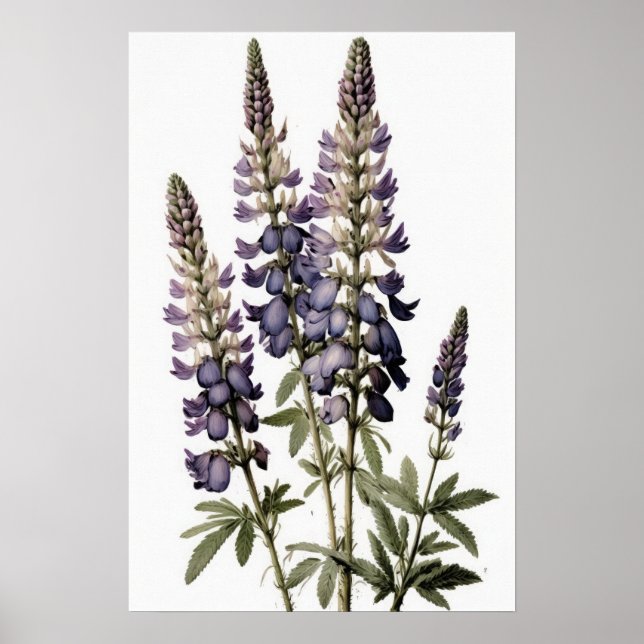 Purple Lupine Flower Art Print Poster (Front)