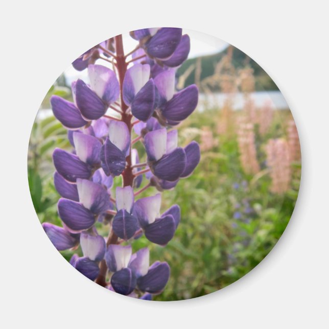 Purple Lupins Magnet (Front)