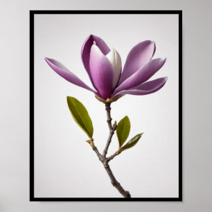 Purple magnolia flower, Magnolia felix Wall Poster