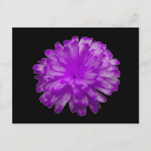Purple Marigold Postcard