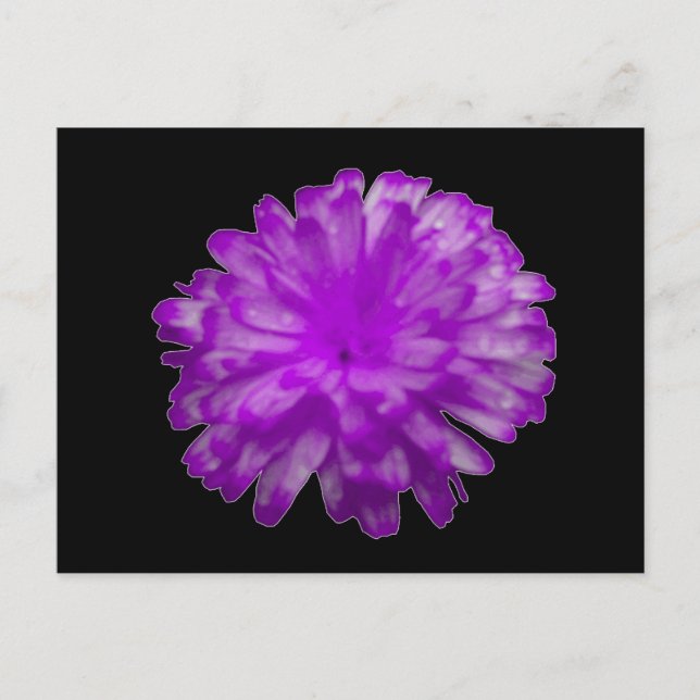 Purple Marigold Postcard (Front)
