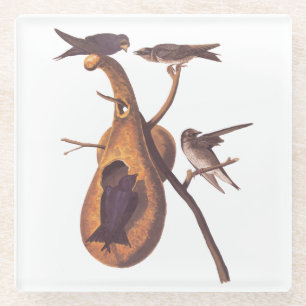 Purple Martin Audubon Bird Family and Gourd Home Glass Coaster