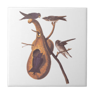 Purple Martin Audubon Bird Family and Gourd Home Tile