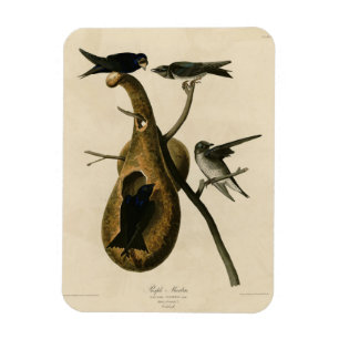 Purple Martin from Audubon's Birds of America Magnet