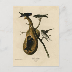 Purple Martin from Audubon's Birds of America Postcard